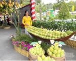 Chưa khai thác tốt lợi thế của xoài Đồng Tháp