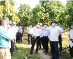 Có mã số vùng trồng để thúc đẩy phát triển cây ăn trái có giá trị